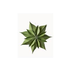 Chic-mic ChicMic Weihnachtsstern L-Poinsettia Khaki