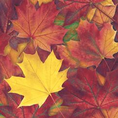 Paper + Design Servietten - Harmonisches Herbstlaub