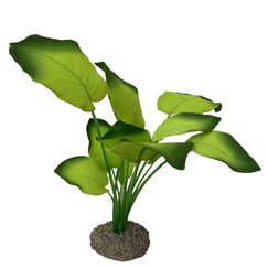 Aqua Della Anubias 3 grün