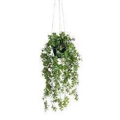 Botanic-Haus EUKALYPTUS HÄNGEND X 95 IM TOPF 120CM |