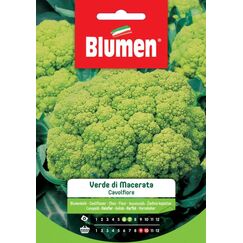Blumen 19002204 Gemüsesamen Blumenkohl