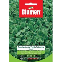Blumen 19002604 Gemüsesamen Chicorée