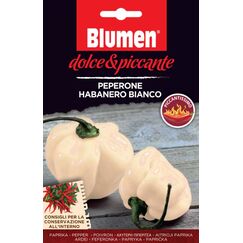Blumen Peperone Habanero Bianco Pfeffer