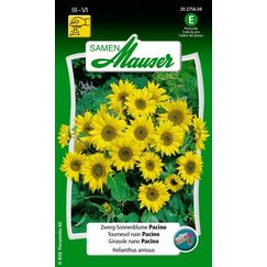 Samen Mauser 20275604 Blumensamen/-zwiebel Sonnenblume