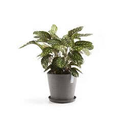 Ecopots Saucer Round Pflanzenwagen