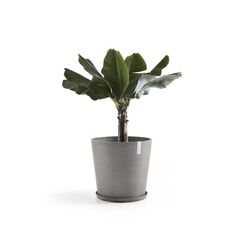 Ecopots Saucer Round Pflanzenwagen