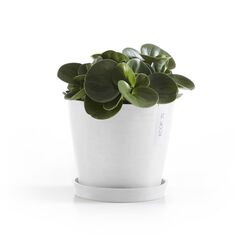 Ecopots Saucer Round Pflanzenwagen