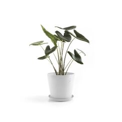 Ecopots Saucer Round Pflanzenwagen
