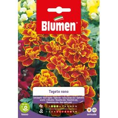 Blumen Zwergtagetes Marietta Blumensamen ein- und mehrjährig Marigold