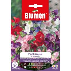 Blumen Gartenwicke Mix Blumensamen ein- und mehrjährig