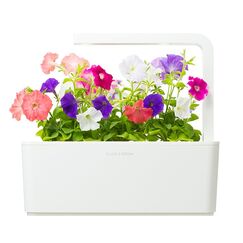 Click & Grow Petunia Refill (3-pack) 3 Stück(e) Petunie Nachfüllen