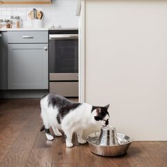 PetSafe D360SS-EU-45 Futter-/Wasserspender für Hunde/Katzen Edelstahl Schwarz, Grau Universal Automatische Haustiertränke