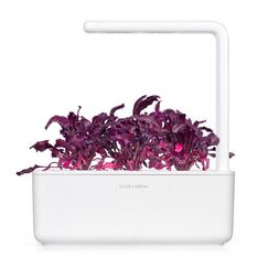 Click & Grow RED CHARD PFLANZEN-PODS