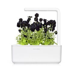 Click & Grow SCHWARZE STIEFMÜTTERCHEN PFLANZENPADS