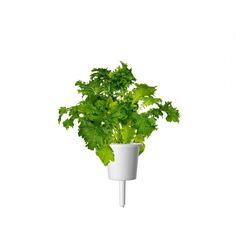 Click & Grow Wasabi-Senf-Pflanzenschoten