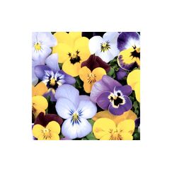 Paper + Design Servietten Pansies 33x33 cm, 20 Stück