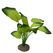 Aqua Della Anubias 3 grün