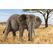 schleich WILD LIFE Afrikanische Elefantenkuh