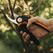 Fiskars M P921 Astschere Bypass Schwarz, Orange