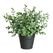 Botanic-Haus EUKALYPTUS IM TOPF 23CM |