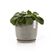Ecopots Saucer Round Pflanzenwagen