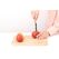 Brabantia 250101 Entkerner Edelstahl Apfel