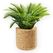 HobbyFun Palm-Pflanze