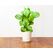 Click & Grow 4742793006888 Wachstums-Set & Nachfüller 3 Stück(e) Blutiger Sauerampfer Nachfüllen