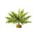 Exo Terra Boston Fern - Small Pflanzen 1 Stück(e)