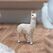 schleich FARM WORLD 13920 Kinderspielzeugfigur