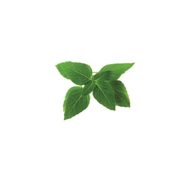 Click & Grow Click and Grow Thailändischer Basilikum Nachfüllpackung 3er Set