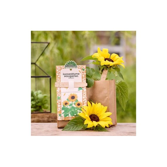 Stadtgärtner Anzuchtsset Sonnenblume - BIO