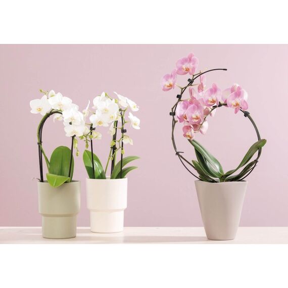 Opiflor Orchideentopf Yva Beige 1 Stück(e), 2 image