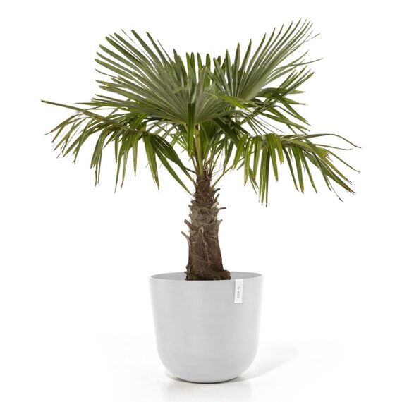 Ecopots Oslo 55 Drinnen/Draußen Topfpflanzer Freistehend Weiß, 3 image