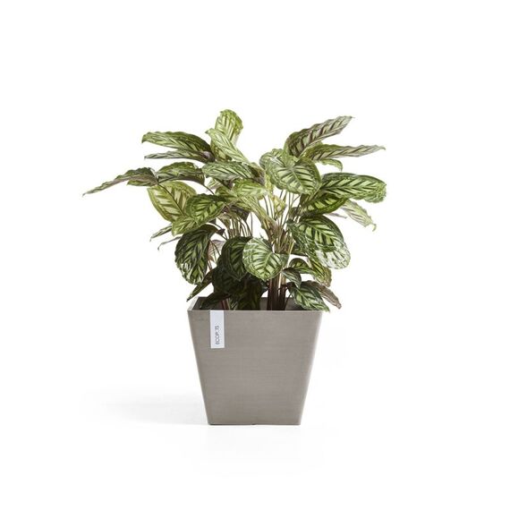 Ecopots Rotterdam Beige 1 Stück(e)