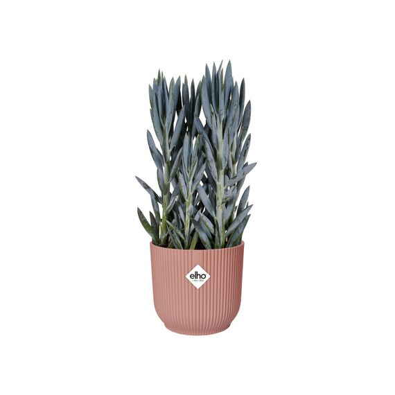 elho 8711904480851 Blumentopf Pink Kunststoff, Farbe: Pink, 2 image