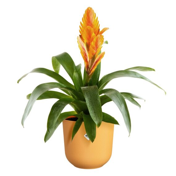 elho 8711904528065 Blumentopf Gelb Kunststoff, 2 image