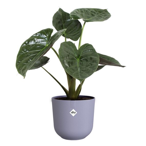 elho 8711904528706 Blumentopf Kunststoff, 2 image