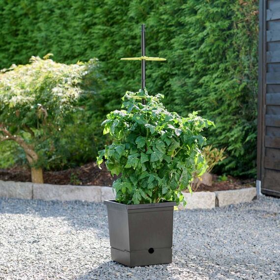 Romberg Tomatentopf, 3 image