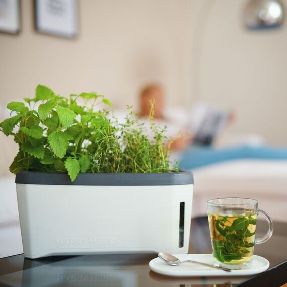 Gusta Garden Harry Herbs Drinnen/Draußen Tischübertopf Freistehend Weiß, 4 image