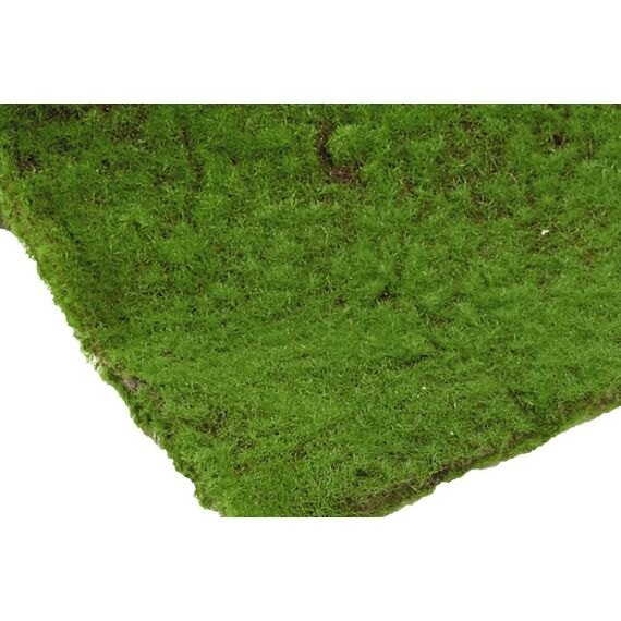Botanic-Haus 108191-800 Künstliche Pflanze Drinnen/Draußen Künstliche nicht blühende Pflanze