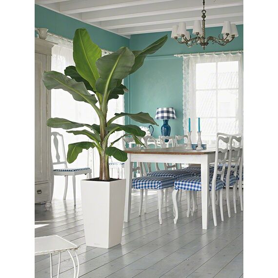 LECHUZA CUBICO Color 30 All-in-One Set Drinnen Topfpflanzer Freistehend Polypropylen (PP) Weiß, Farbe: Weiß, 5 image