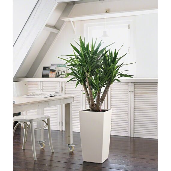 LECHUZA CUBICO Color 30 All-in-One Set Drinnen Topfpflanzer Freistehend Polypropylen (PP) Weiß, Farbe: Weiß, 7 image