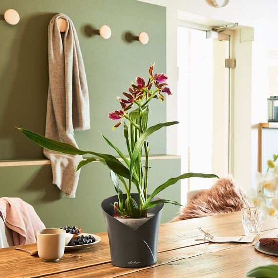 LECHUZA ORCHIDEA Drinnen Topfpflanzer Freistehend Grau, Farbe: Grau