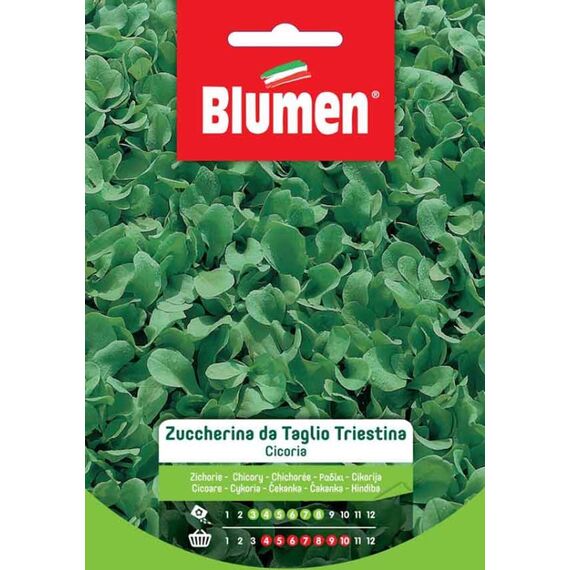 Blumen 19002604 Gemüsesamen Chicorée