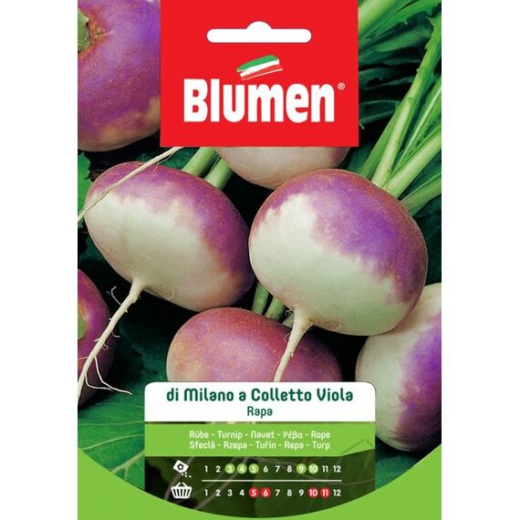 Blumen 19004104 Gemüsesamen Rübe