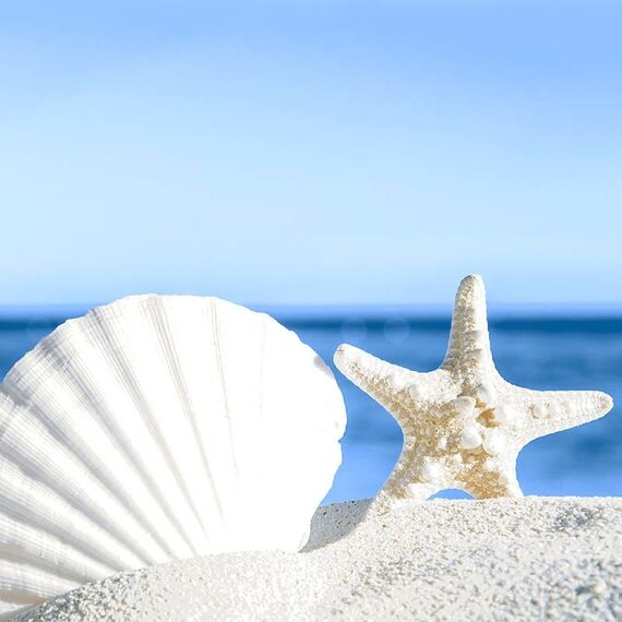 Paper + Design Muscheln am Meer
