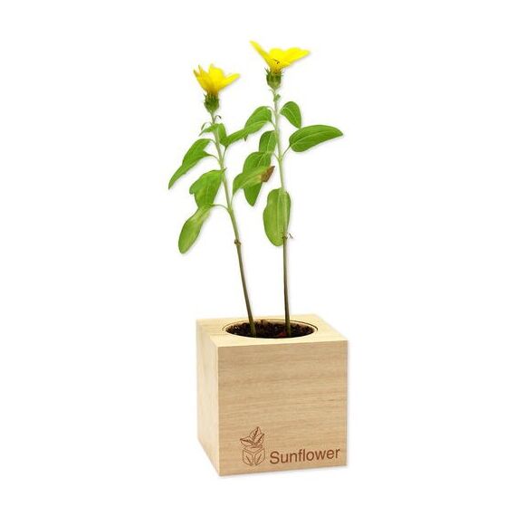 Feel Green 299344 Blumensamen/-zwiebel Sonnenblume, 2 image
