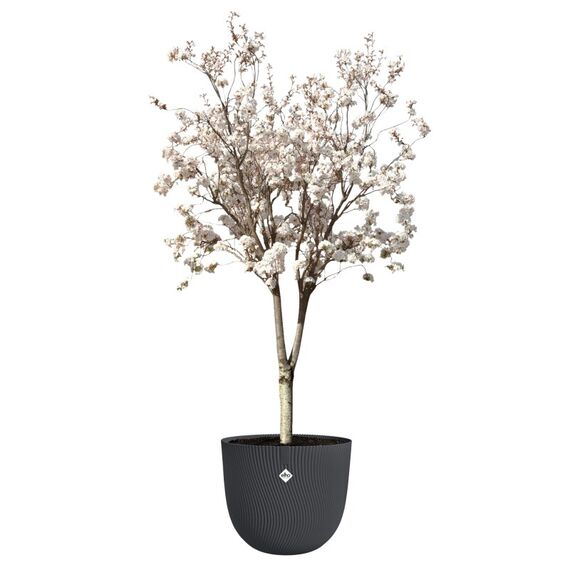 elho 3205106042500 Blumentopf Schwarz Kunststoff 1 Stück(e), 2 image