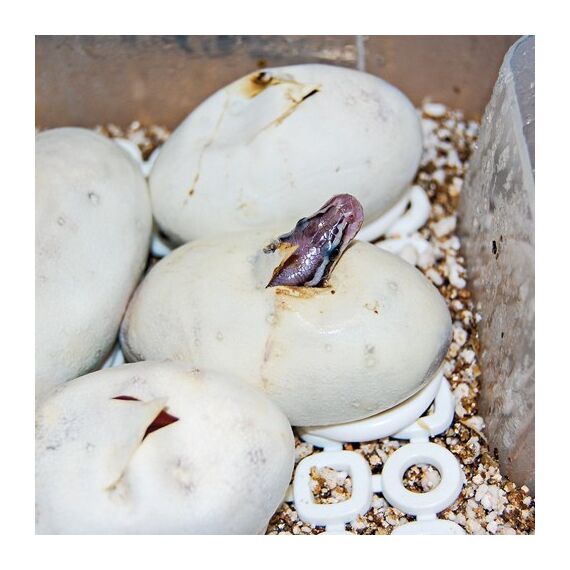 HOBBY Terraristik Easy Breeder, 2 image